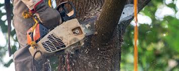 Best Stump Grinding and Removal  in Tamalpais Homestead Valley, CA