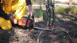 Best Storm Damage Tree Cleanup  in Tamalpais Homestead Valley, CA