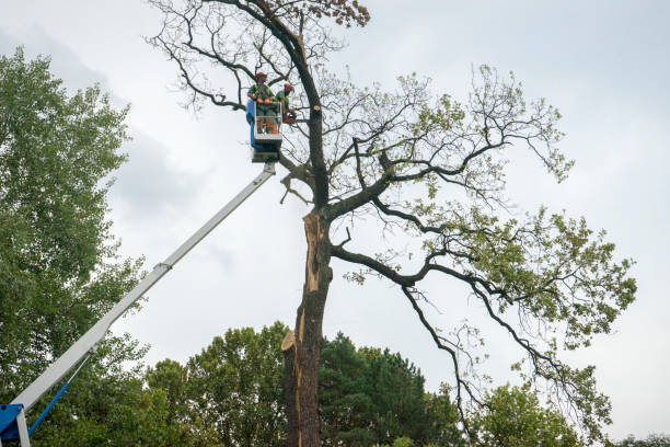 Best Tree Preservation Services  in Tamalpais Homestead Valley, CA