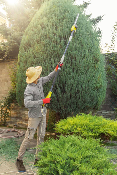Best Root Management and Removal  in Tamalpais Homestead Valley, CA