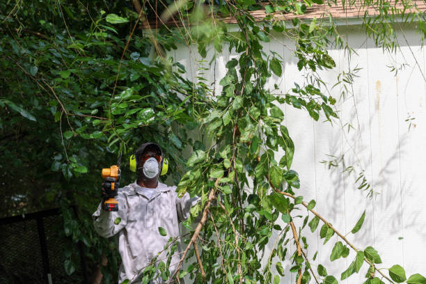 Best Emergency Tree Removal  in Tamalpais Homestead Valley, CA